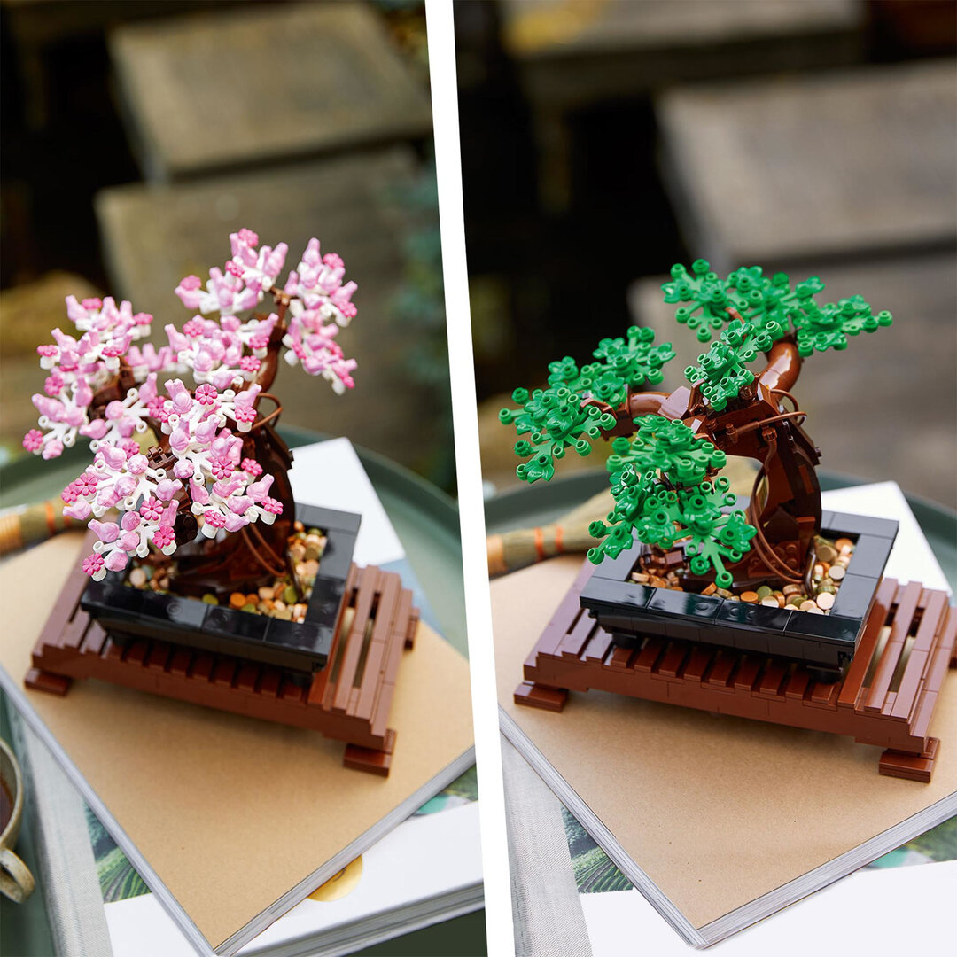 Pflanze, Pflanze im Topf, Baum, Blume, Blumen-Arrangement
