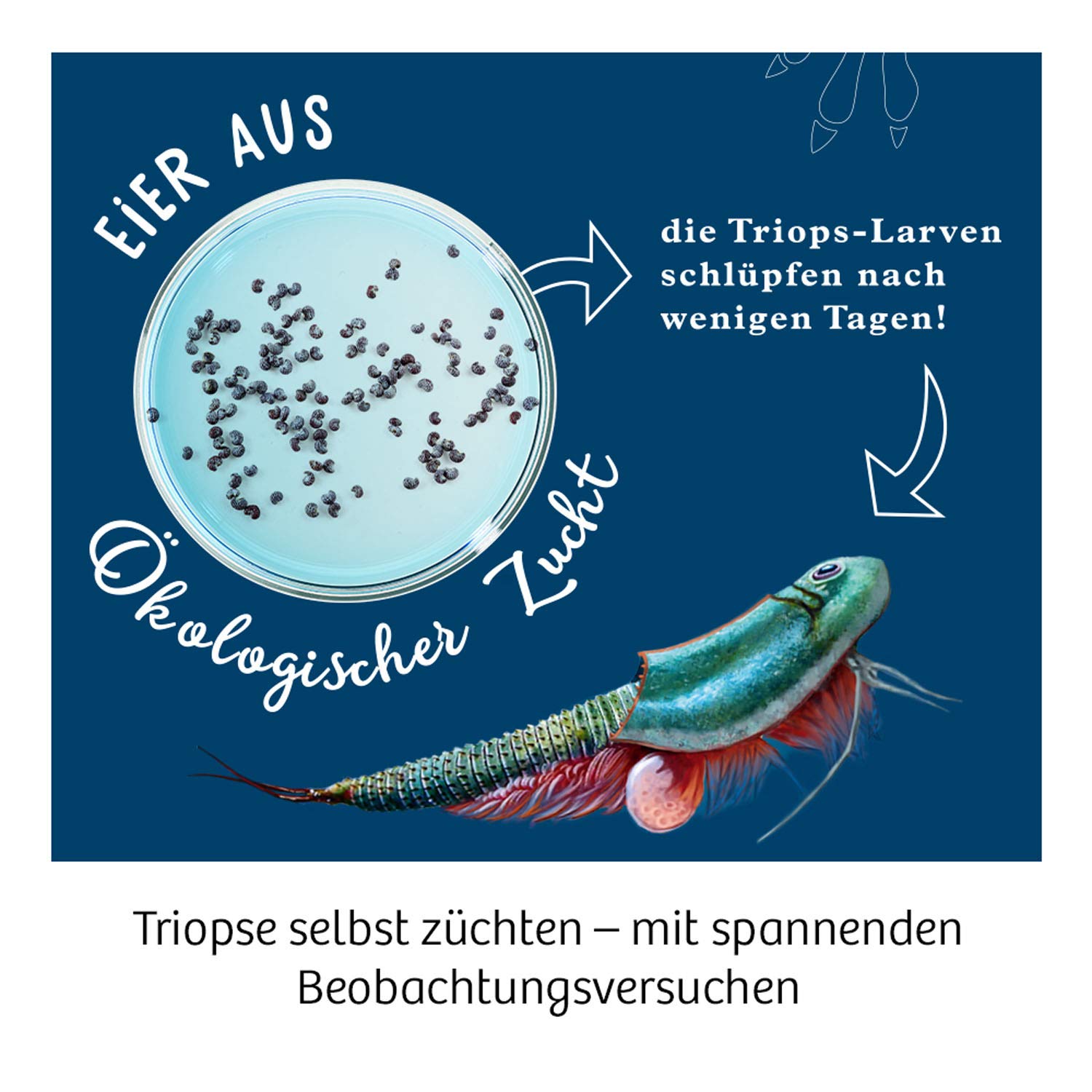 Werbung, Amphibie, Tier, Kaulquappe, Wildtiere