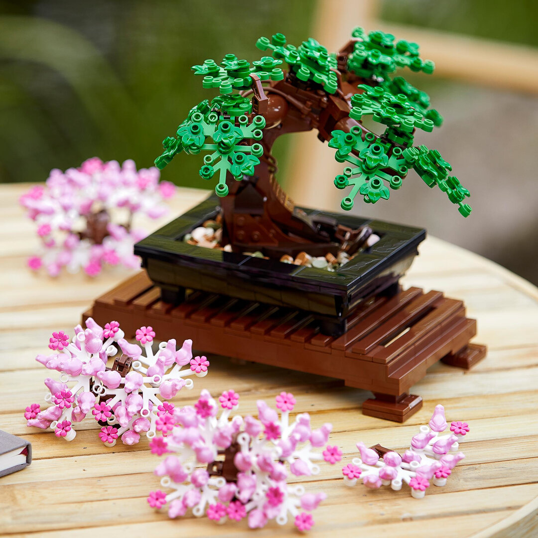 Pflanze, Pflanze im Topf, Baum, Bonsai, Blume