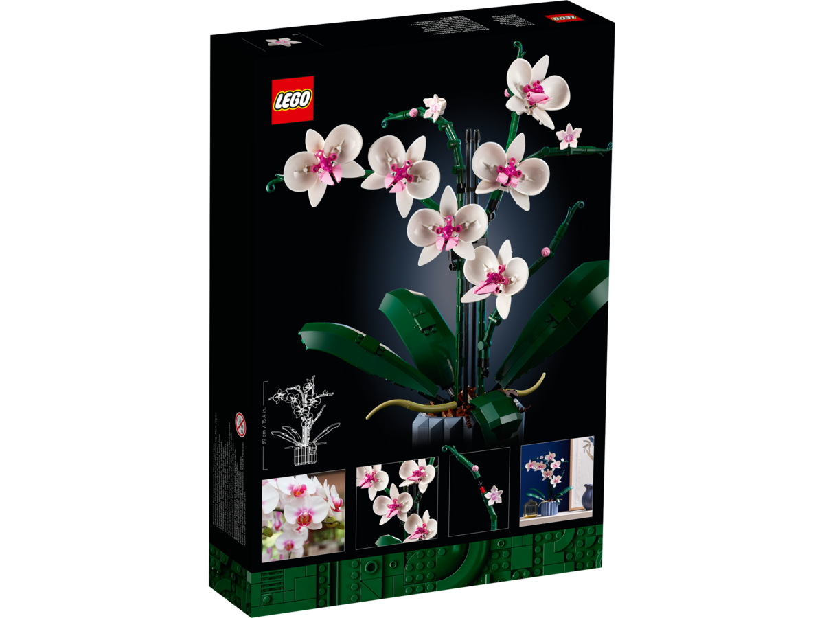 Blume, Pflanze, Blumen-Arrangement, Orchidee