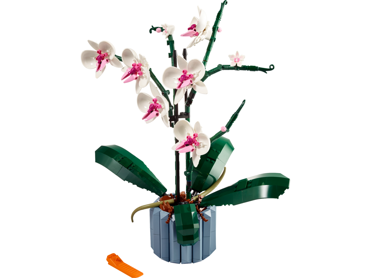 Blume, Blumen-Arrangement, Pflanze, Ikebana, Orchidee